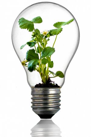 une plante dans une ampoule